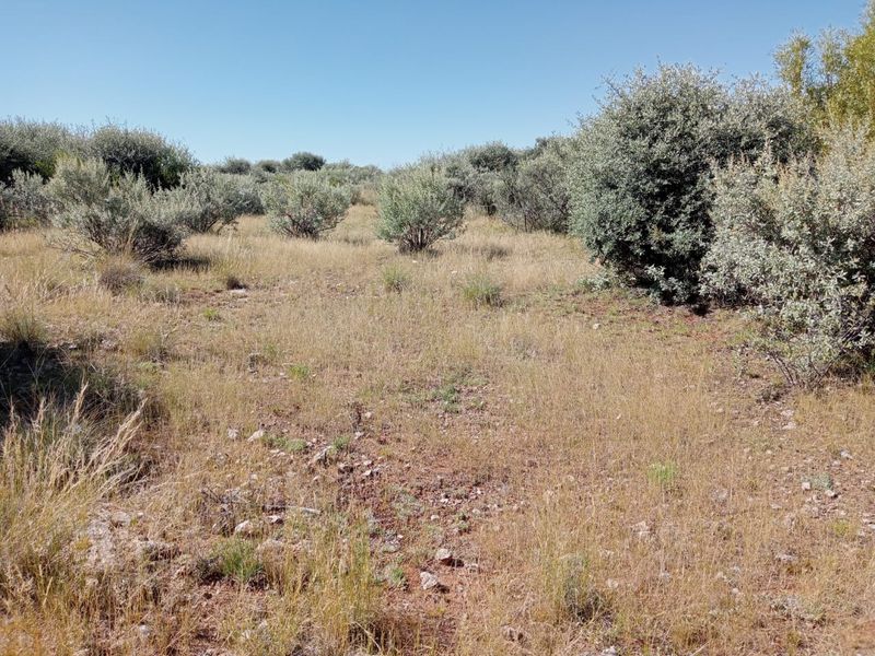An expansive area of natural veld and indigenous shrubbery on the farm property.