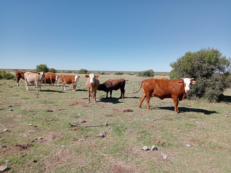 A wide-angle view of open grazing land on the farm, featuring natural vegetation and livestock.