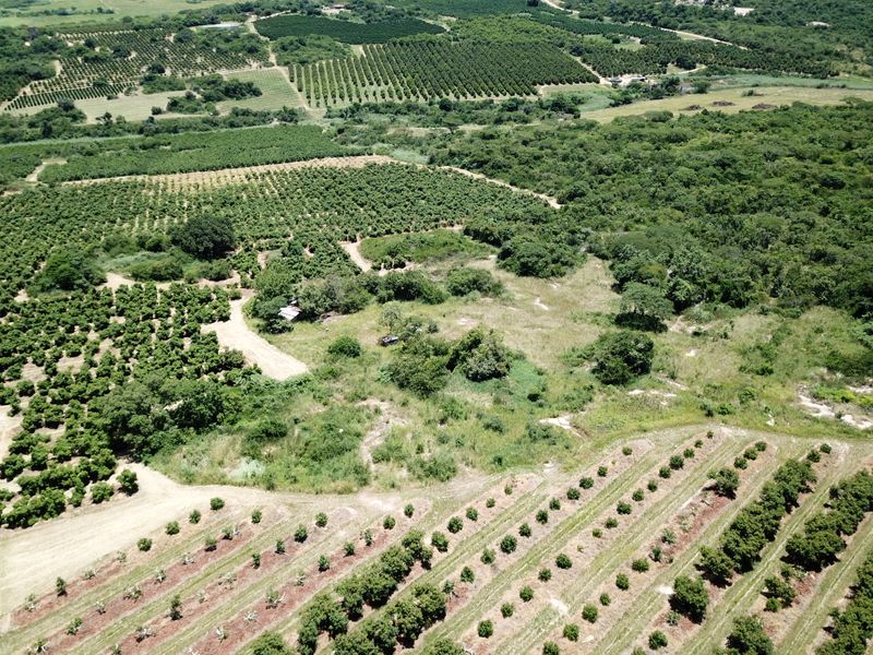 Stunning Agricultural Farm with Prime Macadamia, Avocado & Lemon Production Near Nelspruit - Photo 4