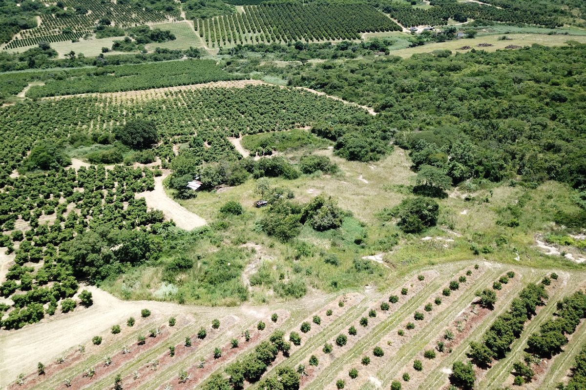 An aerial view of a large farm property featuring extensive orchards and cultivated agricultural land with established dirt access paths.