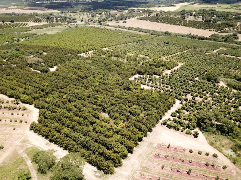Stunning Agricultural Farm with Prime Macadamia, Avocado & Lemon Production Near Nelspruit - Photo 3