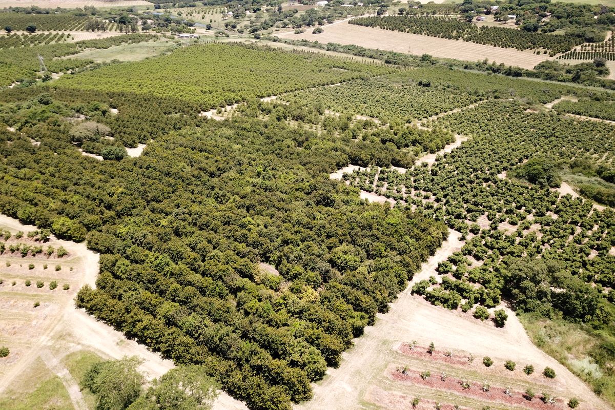 An aerial view of a large, well-maintained agricultural farm featuring extensive orchards and established crop rows across the landscape.
