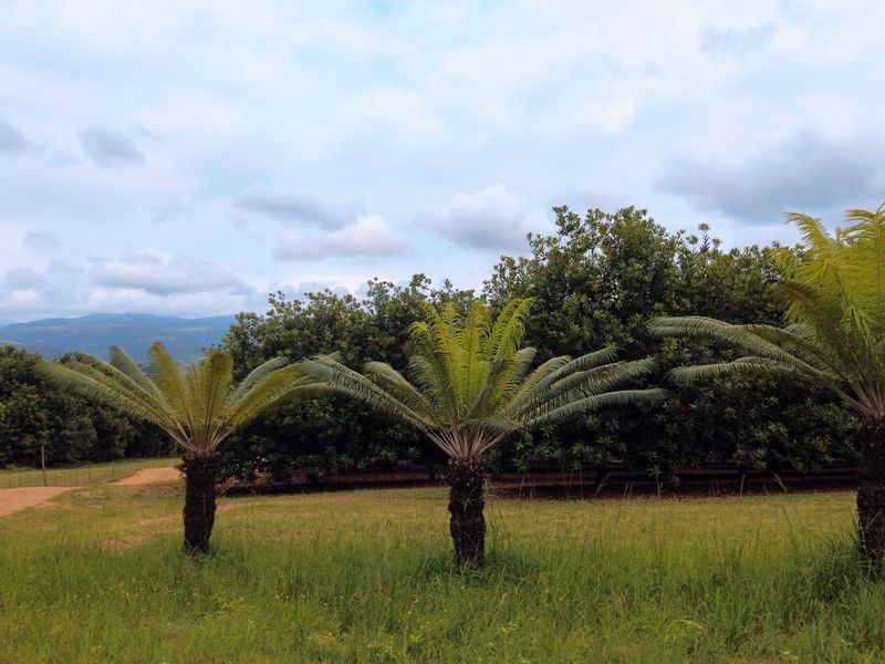 Stunning Agricultural Farm with Prime Macadamia, Avocado & Lemon Production Near Nelspruit - Photo 7