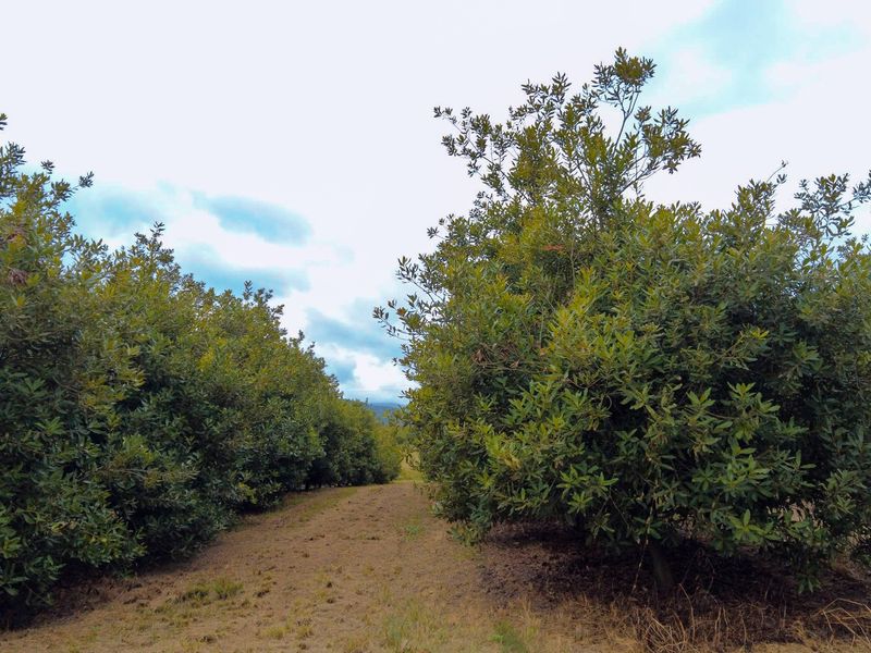 Stunning Agricultural Farm with Prime Macadamia, Avocado & Lemon Production Near Nelspruit - Photo 6