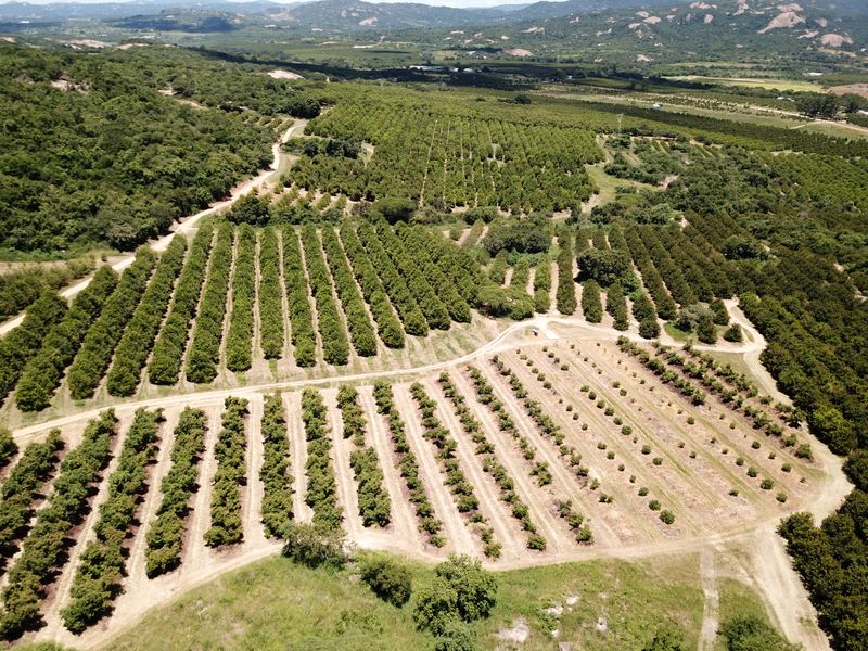 Stunning Agricultural Farm with Prime Macadamia, Avocado & Lemon Production Near Nelspruit - Photo 2