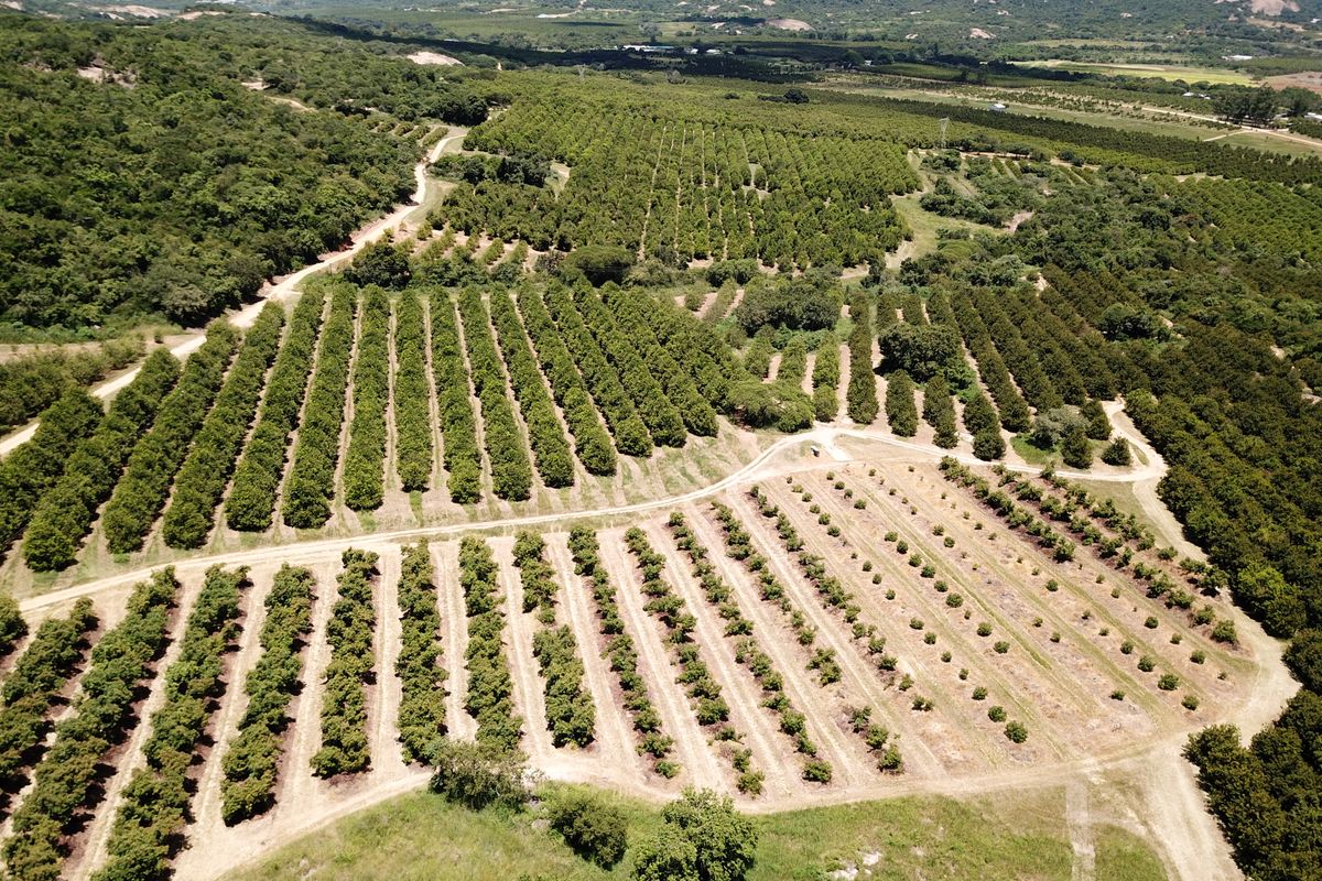An aerial view of a large, well-maintained farm featuring extensive orchards and established dirt access roads across the landscape.