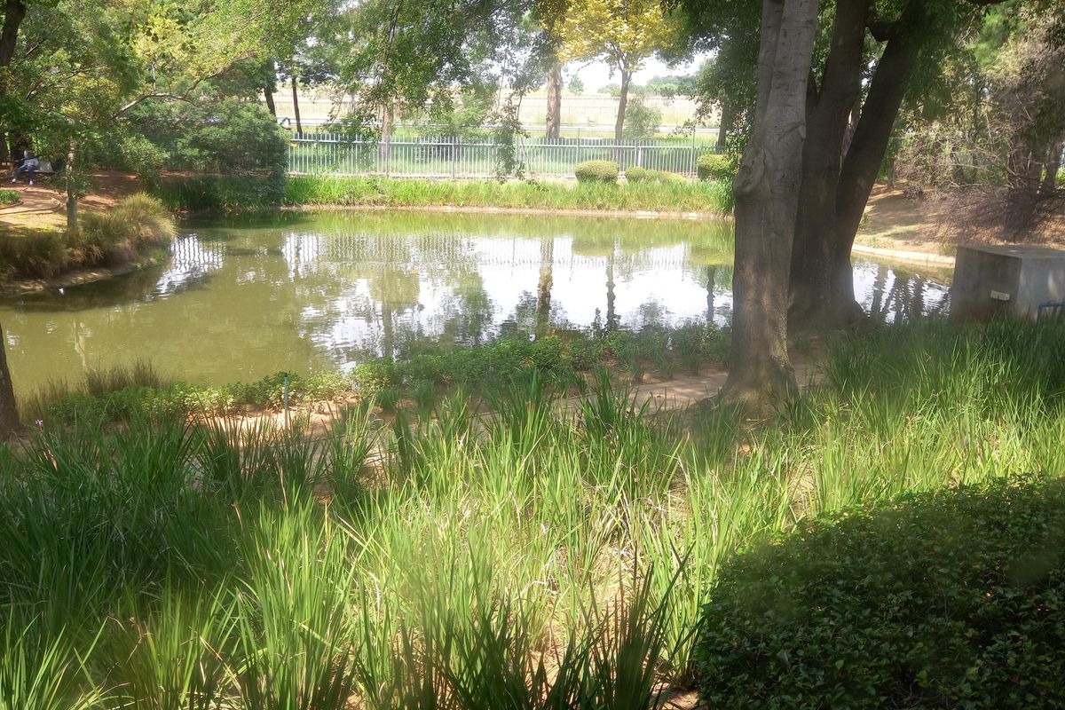 A scenic view of a tranquil pond surrounded by mature trees and landscaped greenery, providing a peaceful outlook from the office property.