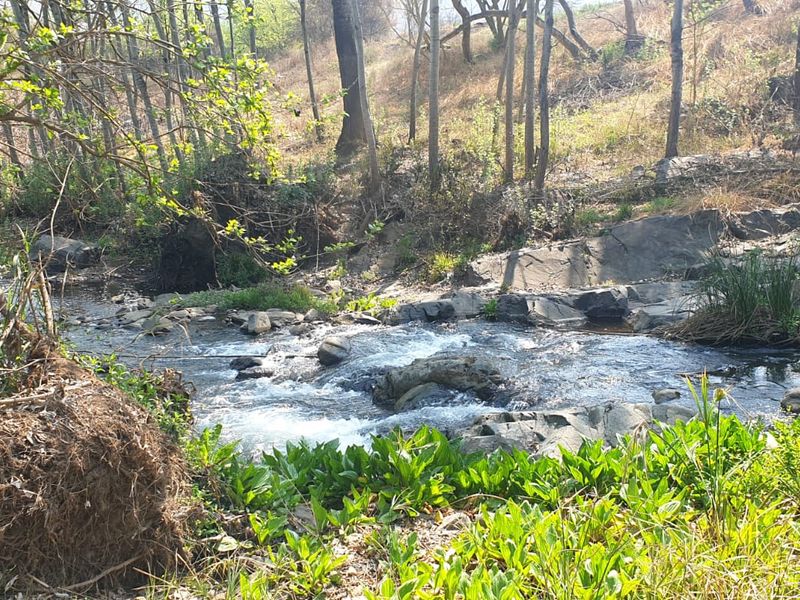 A scenic view of a natural flowing stream with rocky features and surrounding native trees and vegetation on the farm property.