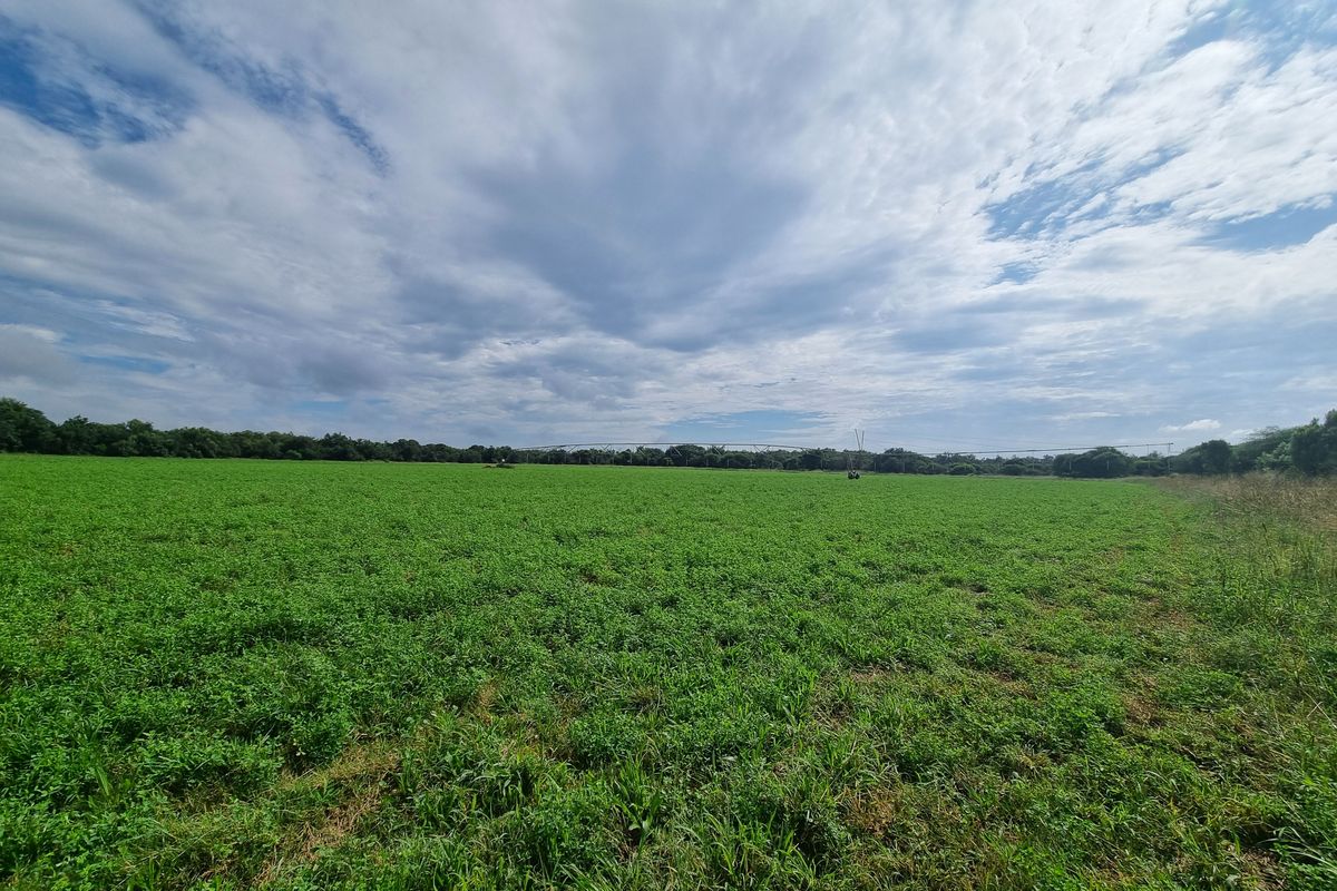 Excellent 28 ha Crop & Cattle Farm for Sale – Groot MArico - A True Bushveld Gem! - Photo 4