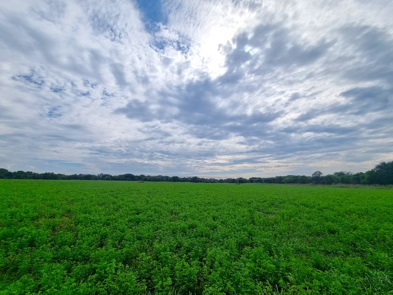 A wide-angle view of a lush green agricultural field on the farm, featuring an installed irrigation system under a cloudy sky.