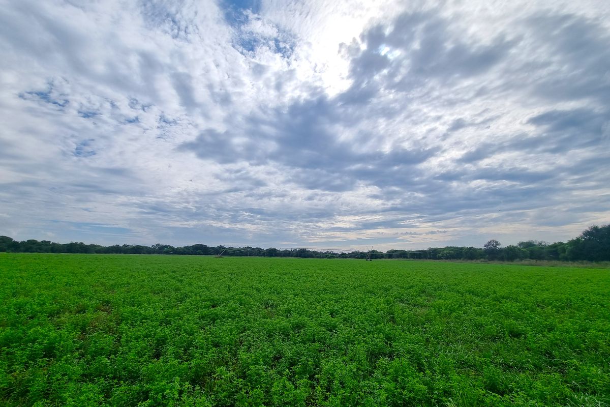 A wide-angle view of a lush green agricultural field on the farm, featuring an installed irrigation system under a cloudy sky.