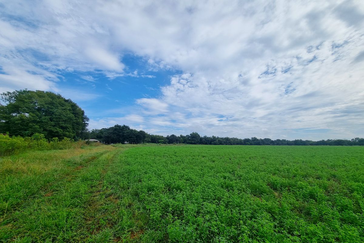 Expansive green pasture land on a farm property, featuring lush vegetation and mature trees under a bright, cloudy sky.