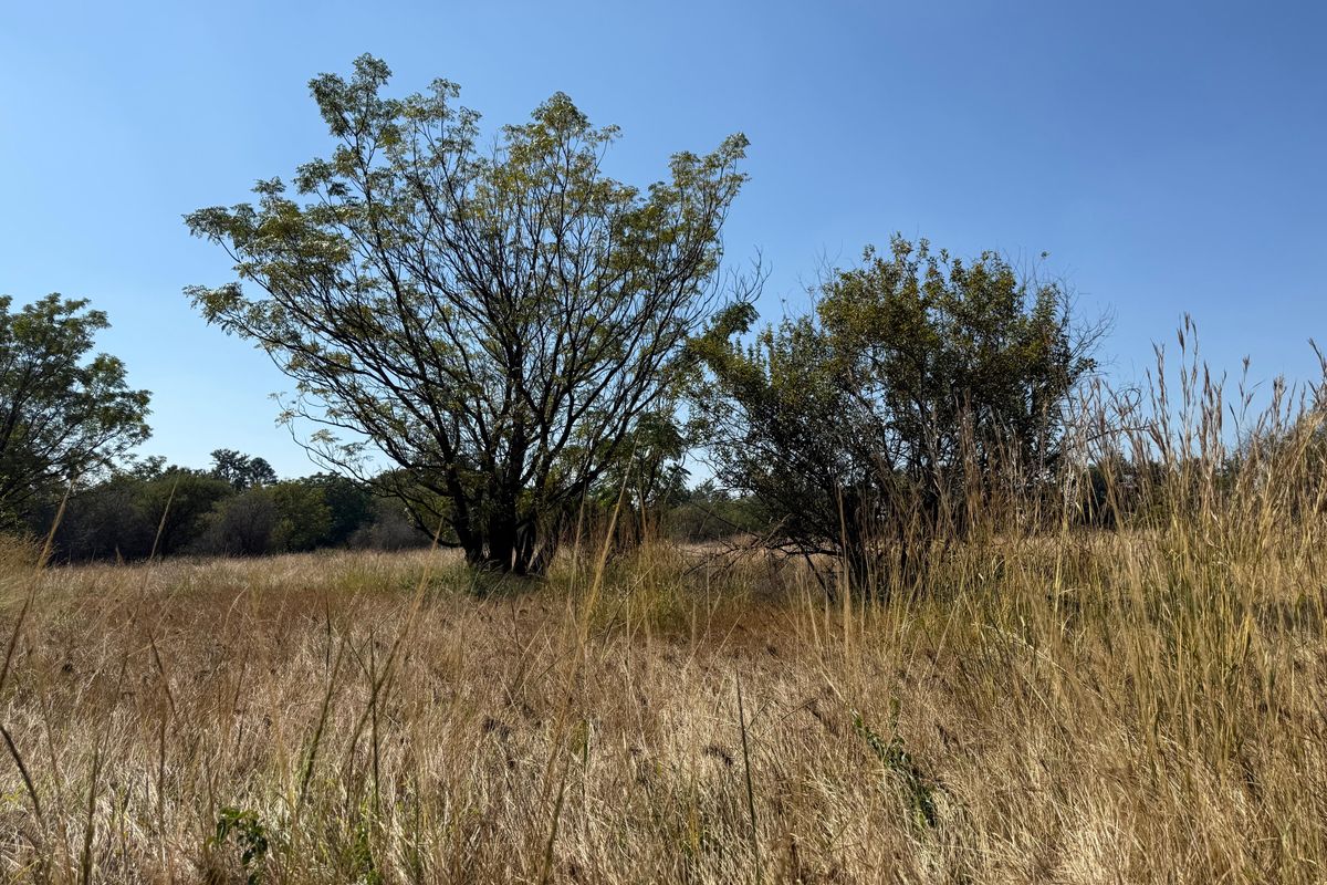 Prime Investment Land in Boschfontein right next to Main Road - Photo 5