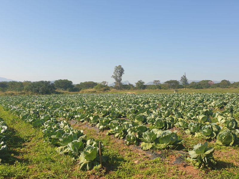 Productive Vegetable Farm - Photo 6