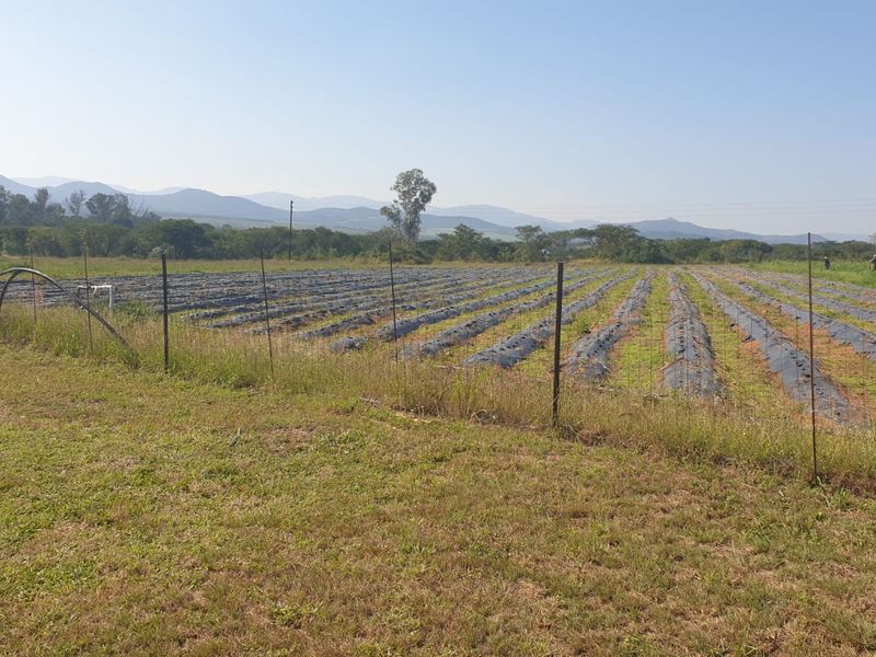 Productive Vegetable Farm - Photo 8