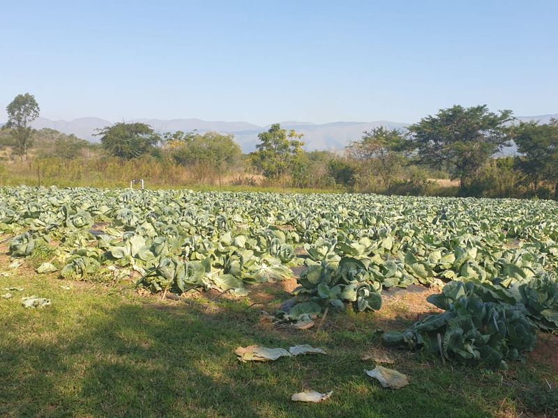 Productive Vegetable Farm - Photo 7