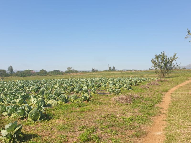 Productive Vegetable Farm - Photo 4