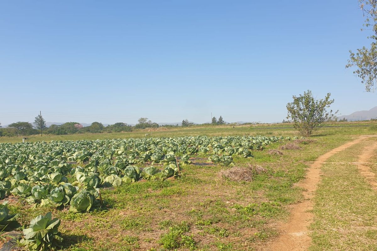 Productive Vegetable Farm - Photo 4