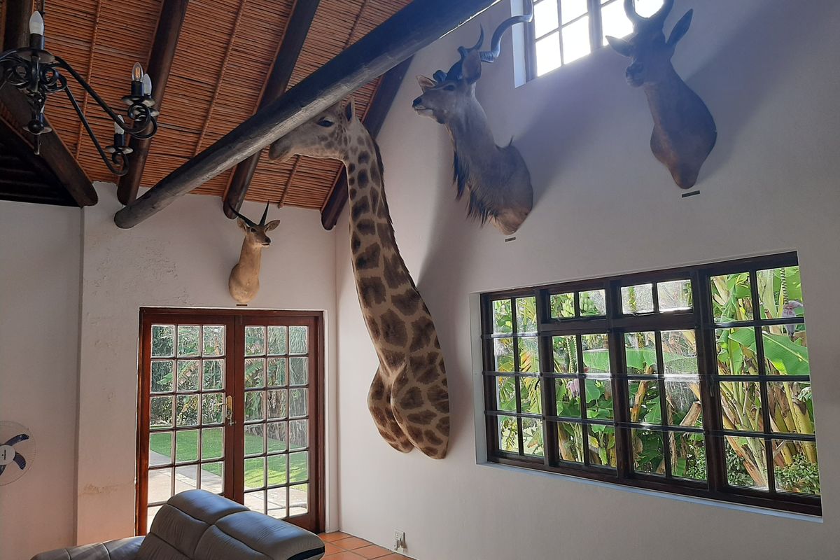 Spacious living area featuring high vaulted ceilings with exposed timber rafters, terracotta flooring, and large timber-framed windows and doors overlooking the garden.