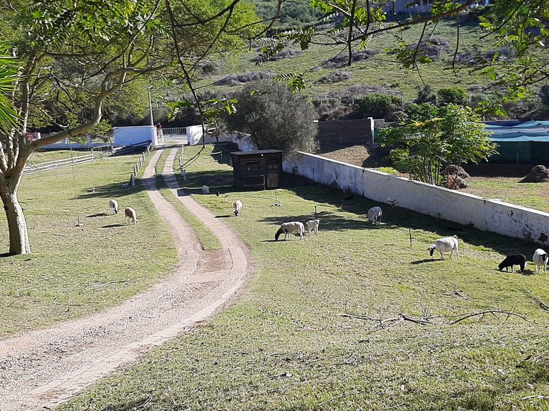 A view of the farm grounds featuring a gravel driveway, perimeter boundary wall, and open grazing land.