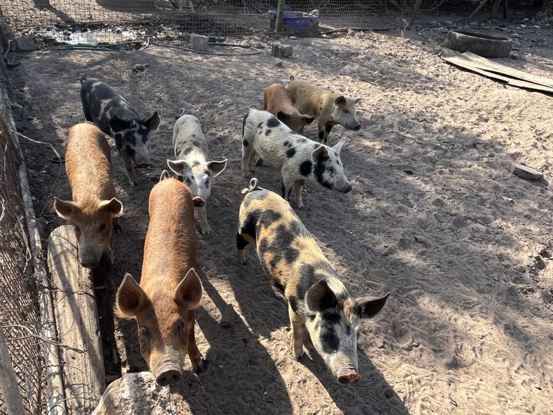 Versatile smallholding between Bathurst and Port Alfred - Photo 7