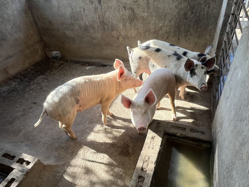 A functional utility enclosure featuring concrete walls and flooring with a built-in concrete trough, currently utilized for livestock housing.