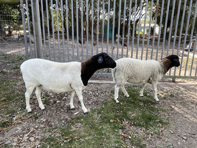 Outdoor area featuring metal security fencing and livestock enclosure, suitable for small holding agricultural use.