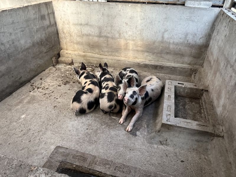 A utilitarian concrete enclosure featuring basic masonry walls and integrated drainage, currently utilized for livestock housing.