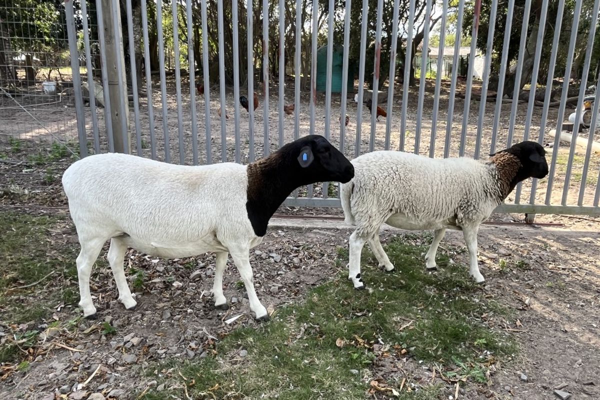 Versatile smallholding between Bathurst and Port Alfred - Photo 3
