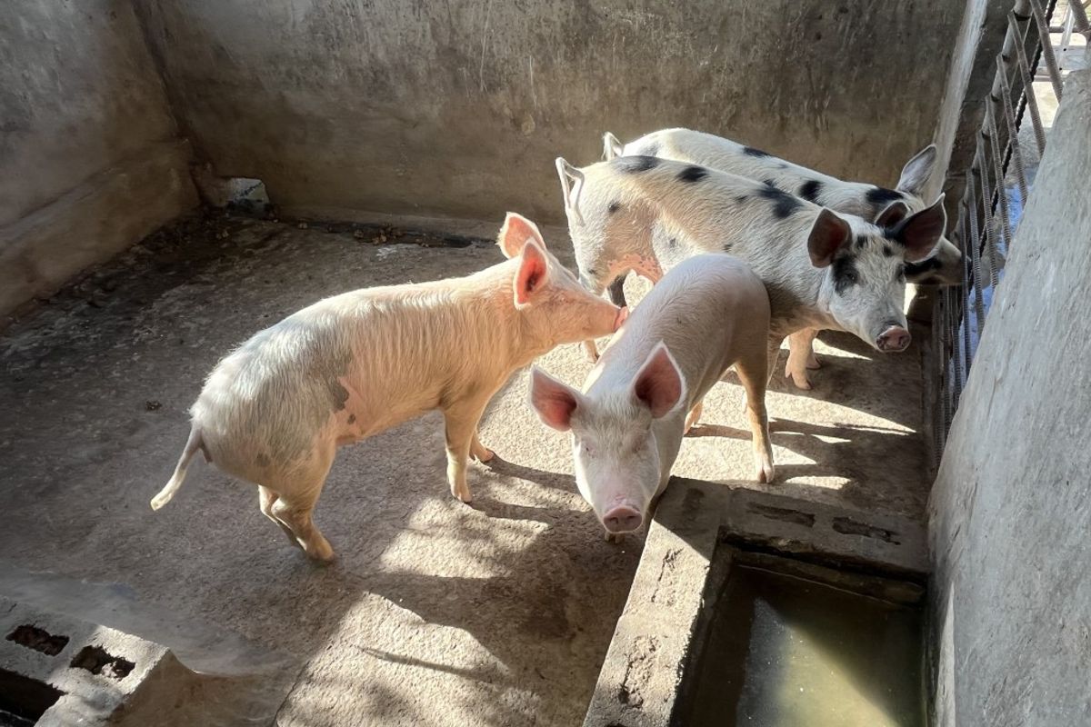 Versatile smallholding between Bathurst and Port Alfred - Photo 4