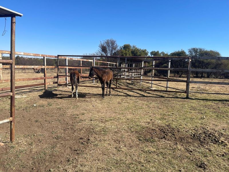 Outdoor livestock enclosure featuring metal fencing and support posts on a farm property.