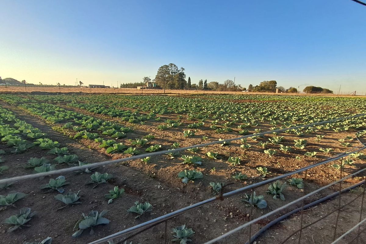 Farm For Sale In Piet Retief - Photo 5