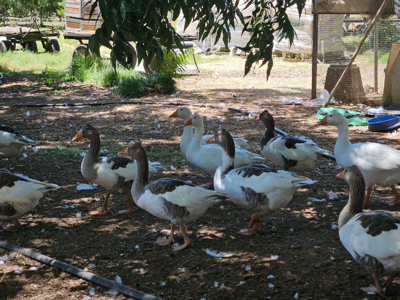 A rural farm garden area featuring basic irrigation infrastructure and wire mesh enclosure, currently utilized for livestock.