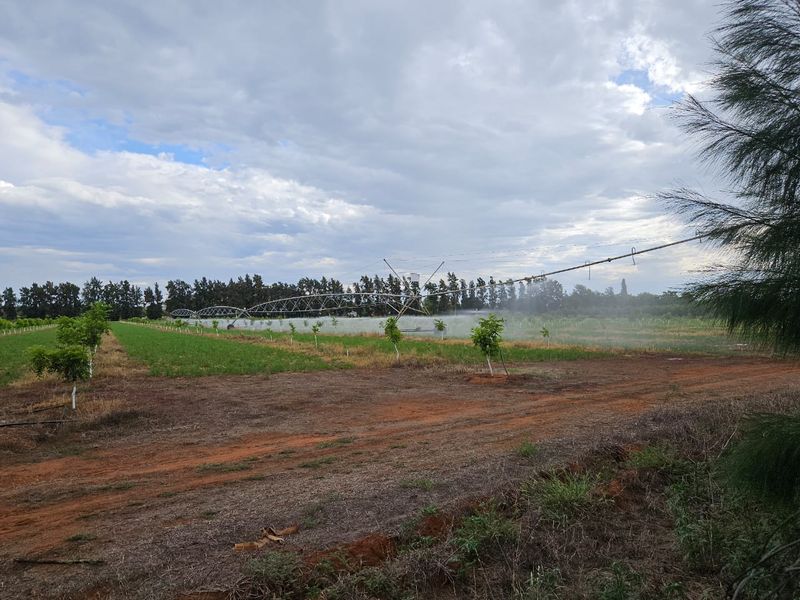 A view of a farm orchard featuring an active center pivot irrigation system watering the young trees and crops.