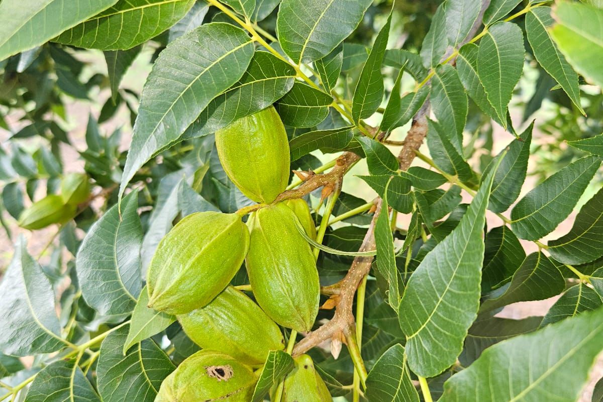 A close-up view of a healthy pecan tree with developing nuts, showcasing the agricultural potential of the farm property.