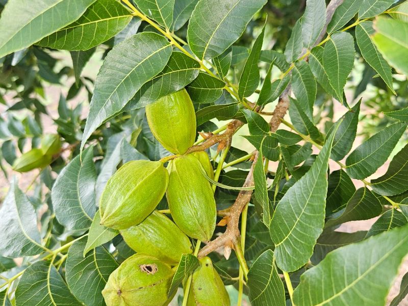 A close-up view of a healthy pecan tree with developing nuts, showcasing the agricultural potential of the farm property.