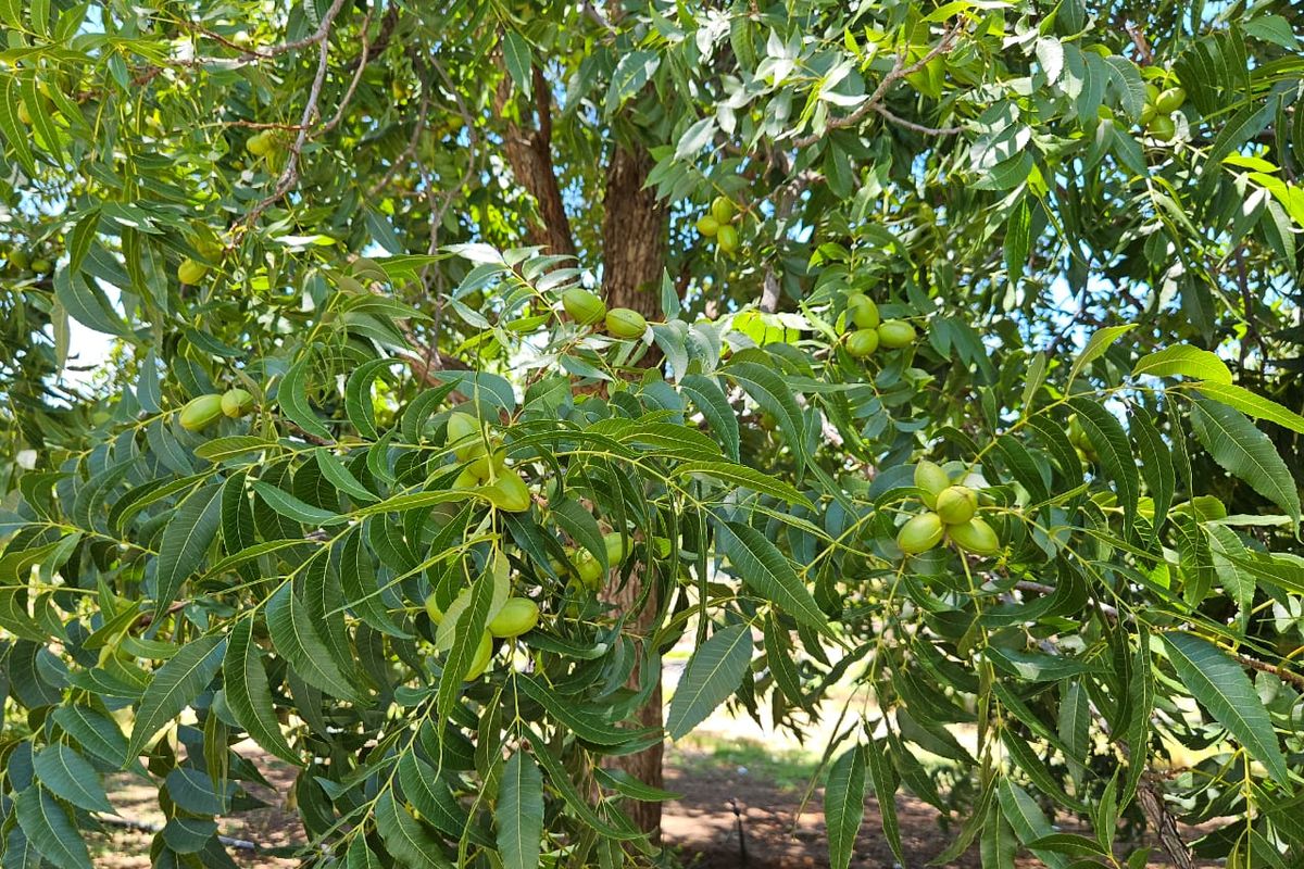 A healthy, mature pecan tree laden with fruit, situated within the farm orchard and equipped with an integrated irrigation system.