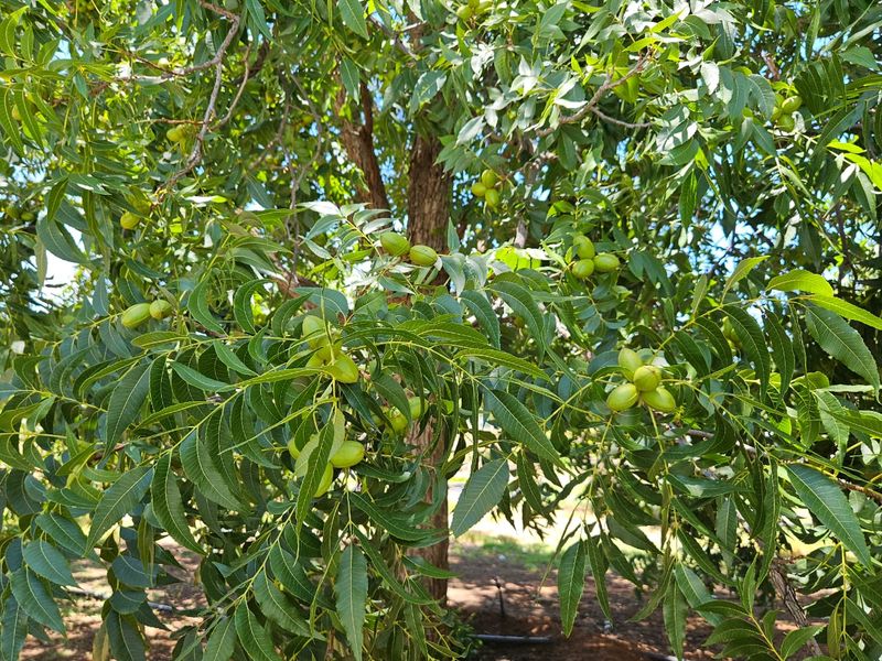 A healthy, mature pecan tree laden with fruit, situated within the farm orchard and equipped with an integrated irrigation system.