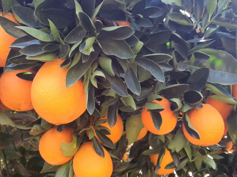 A close-up view of a healthy, fruit-bearing citrus tree in the property's garden, showcasing abundant ripe oranges.
