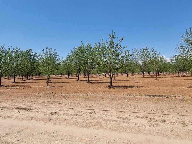 A well-maintained orchard featuring rows of established trees set within a large, open agricultural plot on the small holding.