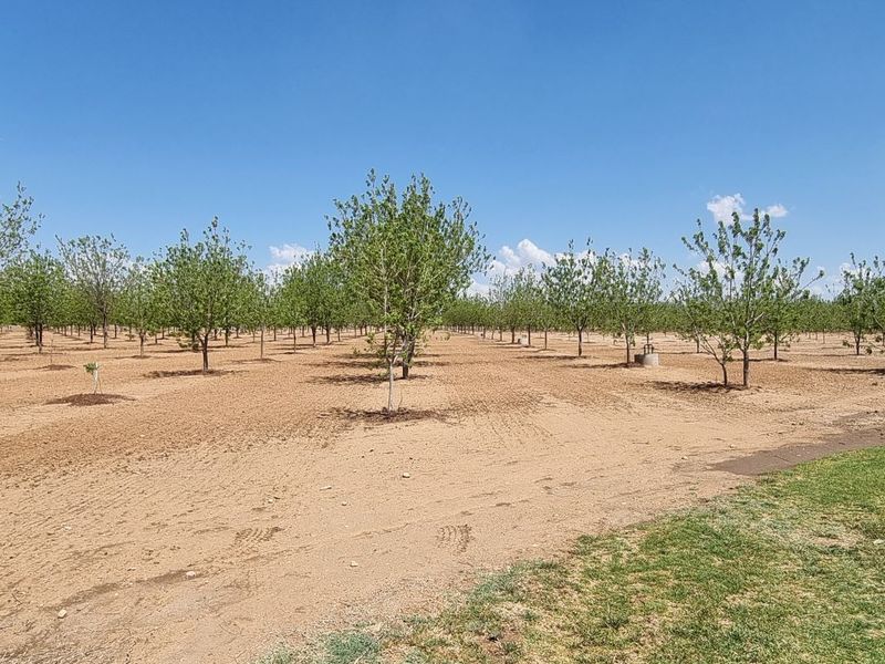 A well-maintained orchard featuring rows of young trees planted across a large, cleared plot of land.