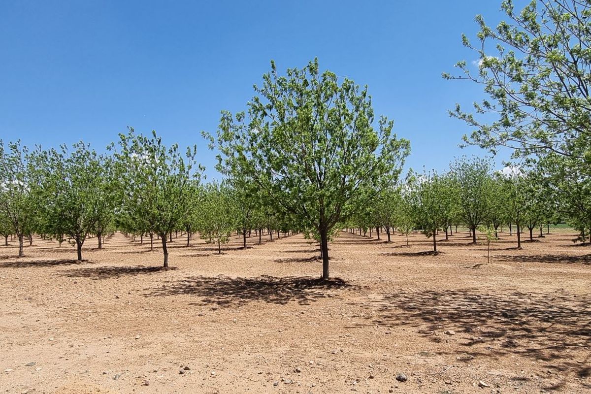 A well-maintained orchard featuring rows of established trees set within a cleared, open landscape on the small holding.