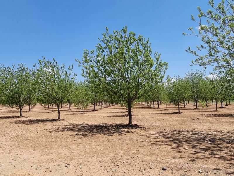 A well-maintained orchard featuring rows of established trees set within a cleared, open landscape on the small holding.
