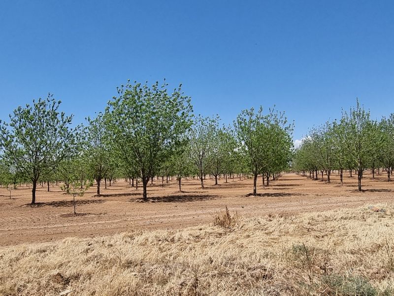 A wide-angle view of a well-maintained orchard featuring rows of established trees on cultivated soil.