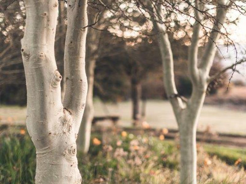 A serene garden setting featuring mature trees and natural landscaping, providing a peaceful outdoor environment on the farm property.