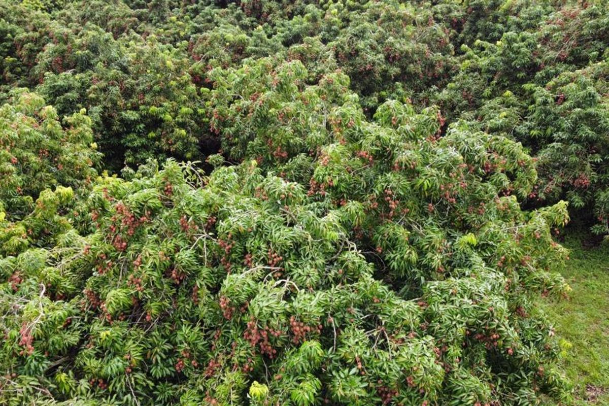 An aerial view of a mature, productive lychee orchard on the farm, showcasing healthy trees laden with fruit.