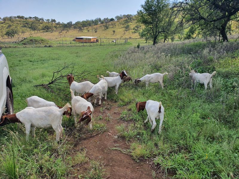 Historic Leeuwenkloof Game Tourism Echo Farm - Photo 7