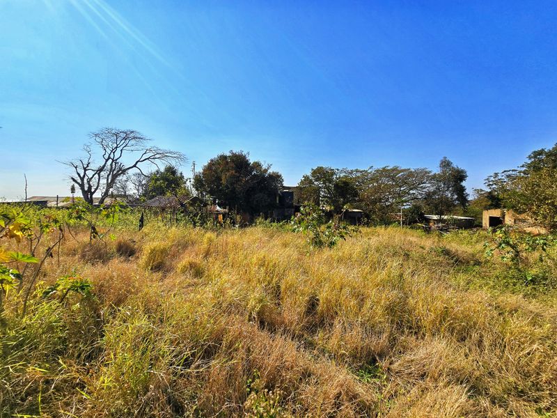 A view of an overgrown, undeveloped commercial plot featuring mature trees and dense vegetation, requiring significant clearing and landscaping.