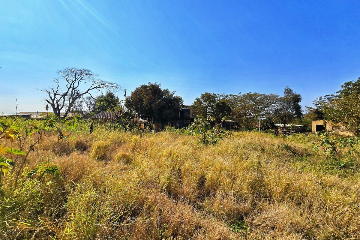 A view of an overgrown, undeveloped commercial plot featuring mature trees and dense vegetation, requiring significant clearing and landscaping.