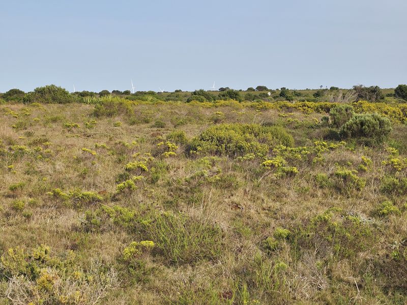 A scenic view of the expansive natural landscape featuring indigenous vegetation and fynbos on the farm property.